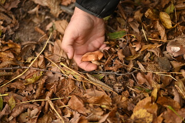A man picks mushrooms in the forest in autumn