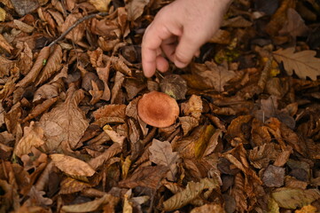 A man picks mushrooms in the forest in autumn