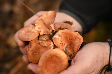 A man picks mushrooms in the forest in autumn