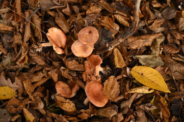 A man picks mushrooms in the forest in autumn