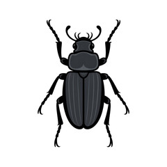 A beetle illustration vector style