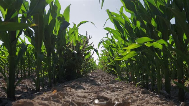 Tall green corn plants thrive in a sunny field, with rows stretching towards the horizon, signaling a strong maize harvest ahead
