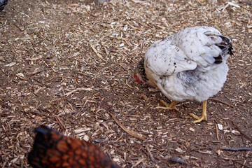 Free-Range Poultry Standing Outdoors on Natural Ground Surface in Farm Setting