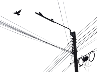 high voltage line and birds