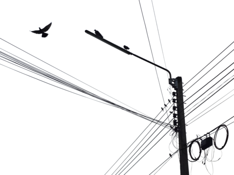 high voltage line and birds