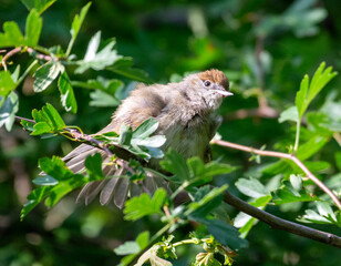 Female Blackcap on a branch