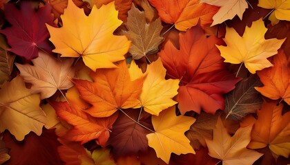 Fototapeta premium Fallen Maple Leaves Autumn Background With Colorful Leaves