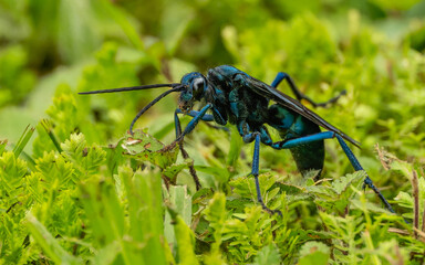 Chalybion, Grabwespengattung
