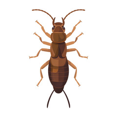 A earwig illustration vector style