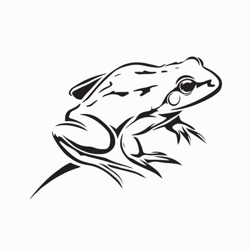 Wildlife Amphibian African Bullfrog Vector logo on white background
