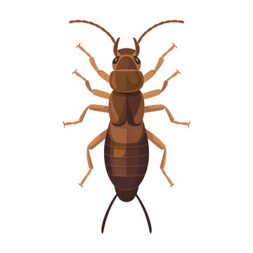 A earwig illustration vector style