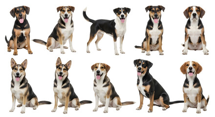 Group of Happy Dogs Sitting, Playful, and Looking at the Camera - Canine Companions