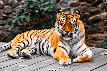 A majestic tiger lounges on a wooden platform, showcasing powerful stripes and a calm mood. Perfect for wildlife, nature, zoo, or sanctuary themes in stock collections.