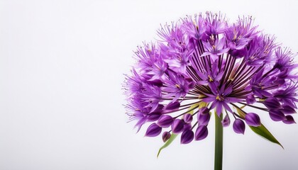Purple Allium Flower Isolated In Close Up On A White Background With Copyspace