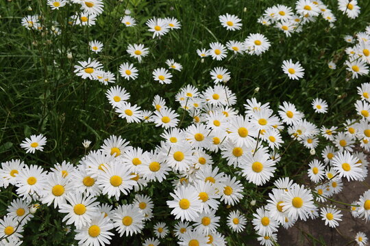 stinking chamomile flowers