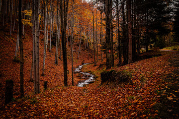 jesienny krajobraz leśny 