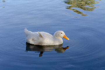 A large white duck swims in the pond close-up