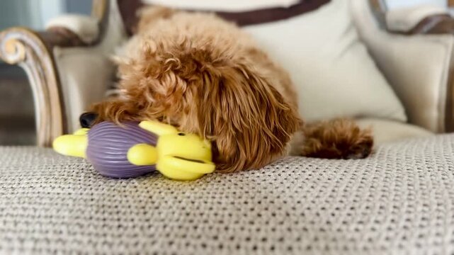 Adorable Puppy on Couch Playing with Bear-Shaped Toy &mdash; Cute Dog Video