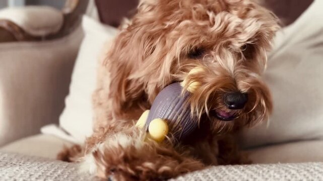 Adorable Puppy on Couch Playing with Bear-Shaped Toy &mdash; Cute Dog Video