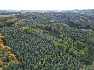  Multi-hued forest landscape