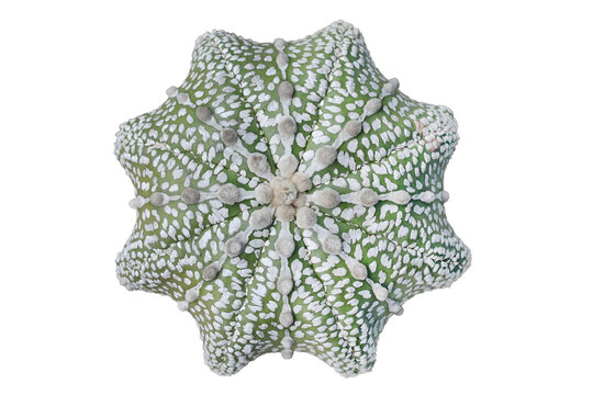 Top view of Astrophytum asterias Miracle isolated on transparent background png file	