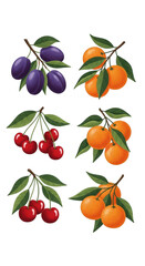 Illustration of plum, orange, and cherry branches with leaves isolated on transparent background. Six branches of fresh plums cherries and oranges fruit still life