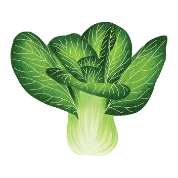 Bok choy illustration for organic food logo, food label, packaging, restaurant menu, patterns, art prints, book illustration or botanical and kitchen design.