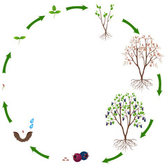 Life cycle of irga plant on a white background..eps