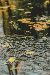 Calm forest river surrounded by autumn trees reflecting in the still water on a sunny day.