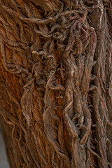 Close-up texture of ancient tree bark, natiral material surface