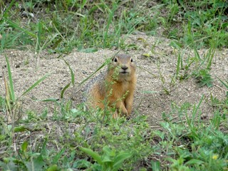 A brown Buryat ground squirrel, or marmot, stands in a green field and looks around cautiously.