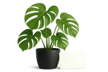 Monstera deliciosa plant in black pot with blank white card for message, isolated on transparent background