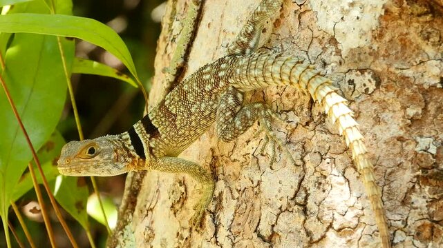 Madagascan collared iguanid, Oplurus cuvieri, on tree trunk 7