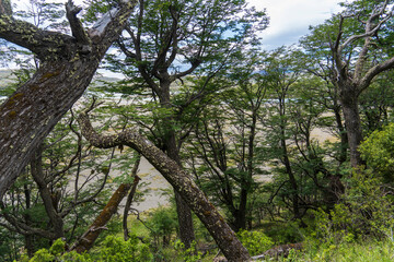View of the mountain landscape in the national park Torres del Paine, Patagonia, Chile, South America. Lengas in the forest way to the lake Grey.