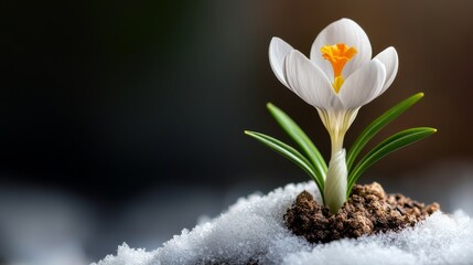 single crocus flower blooming through snow, first signs of spring
