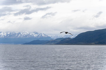 Fototapeta premium Navigating the Beagle channel from Ushuaia with sea lions, whales, penguins and various bird species, and the iconic Les Eclaireurs Lighthouse.