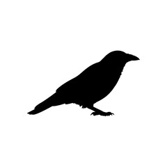 Obraz premium Hooded crow silhouette vector flat illustration design.
