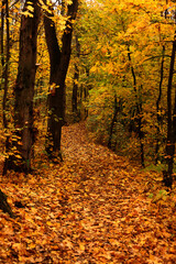 Obraz premium Path in autumn forest with yellow leaves. Colorful autumn landscape.