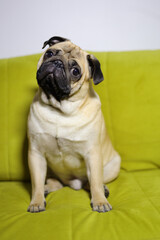 Obraz premium The pug