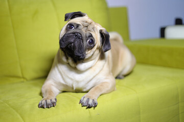 The pug