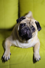 The pug