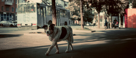 Small Dog Walking in the Evening Sunlight