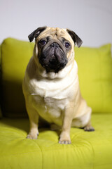 Obraz premium The pug