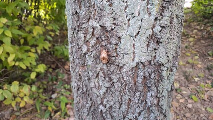 cicada exuvia clinging to rough tree bark texture in a forest