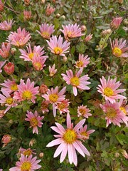pink flowers in the garden