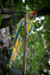scarlet macaw parrot