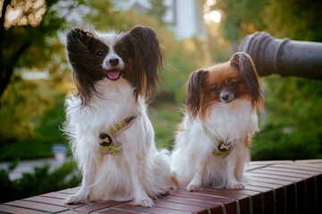 Papillon Dog in Summer Light