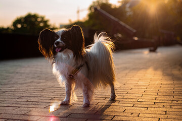 Papillon Dog in Summer Light