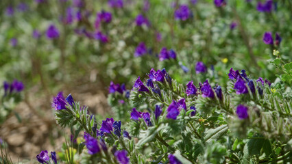 Vibrant echium flowers blooming under the sunny sky in torrevieja, spain, showcasing intense purple...