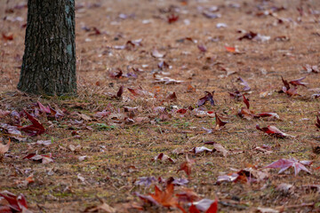秋の落ち葉と木の風景
